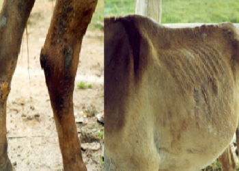Exames de cavalos do Parque de Exposição apresentaram resultado negativo para mormo
